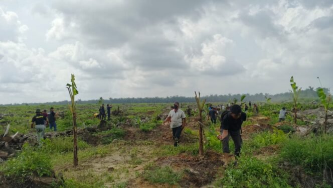 
					KT Mandiri mulai lakukan kegiatan penanaman di lokasi lahan milik kelompok tani
