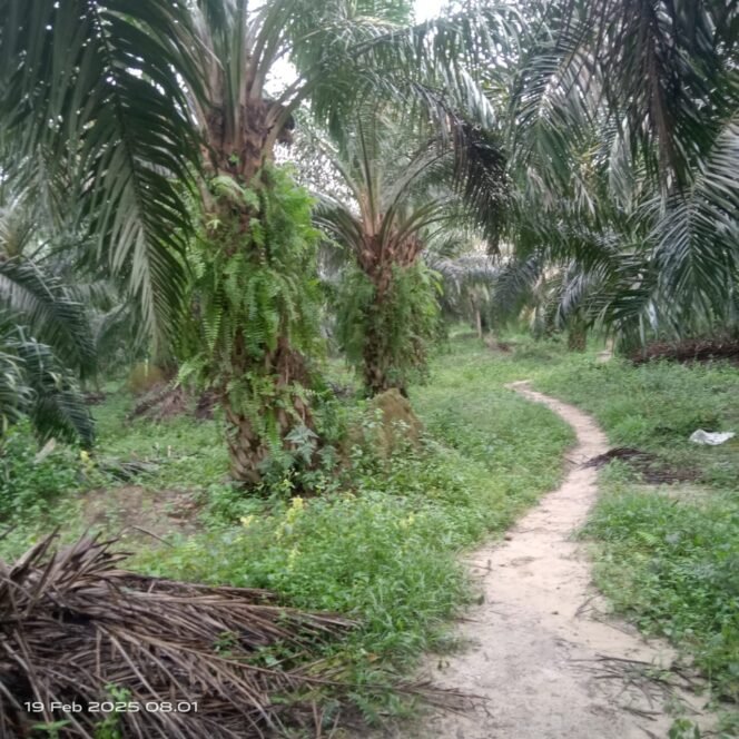 
					PT. LAJ Kembali Kriminalisasi Petani, FT Sungai Salak Gandeng IHCS Datangi Kementerian Kehutanan
