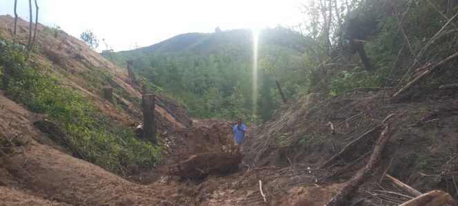 
					Penebangan Pohon Pinus Di Wilayah Desa Silalahi Pagar Batu Merajalela